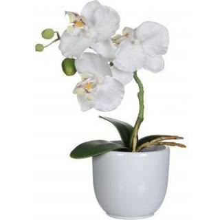 Phalaenopsis orkidé hvid i hvid potte 26 cm høj