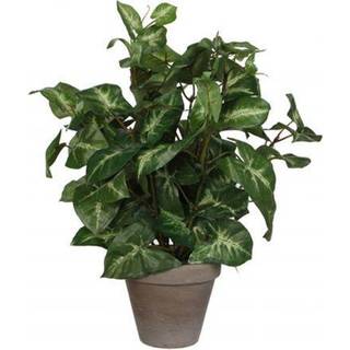 Syngonium plante kunstig