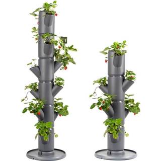Gusta Garden Sissi Strawberry - Starter Anthrasite
