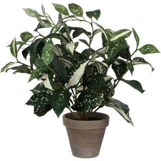 Cordyline plante 35 cm høj