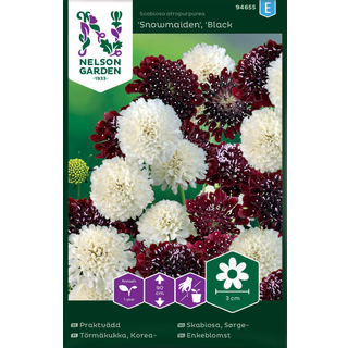 Enkeblomst 'Snowmaiden' x 'Black Knight'