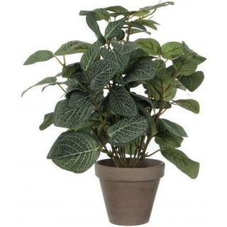 Pilea plante 35 cm høj