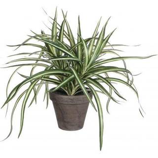 Dracaena plante 34 cm høj