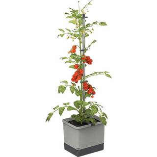 Gusta Garden Tom Tomato - Light Grey