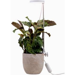 Airam - Plantebelysning Rose - Plantebelysning