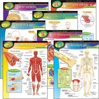 Trend Enterprises Inc. T-38913 Human Body Learning Charts Combo Pack Set på 7 Multi 22 """" X 17 """"