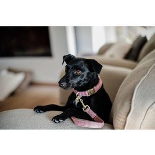 Kentucky Dog Collar Wool - Grå - XL 45-75 cm