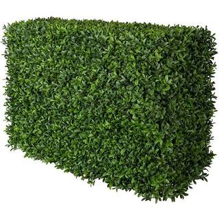 Mr Plant, Buxbom Busk 50 cm
