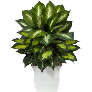 2 Golden Dieffenbachia Artificial Plant i White Metal Planter