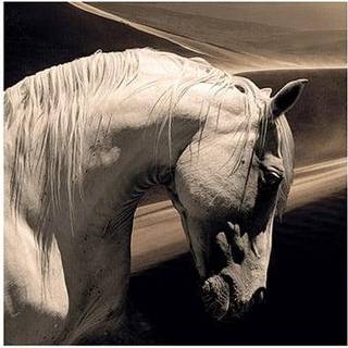 Artwood, Vægdekoration Arabian Horse 100x100 cm Artwood