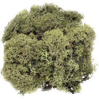 Islandmoos 50g - Dunkelgrün