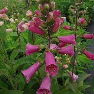 Fingerbøl 'Gloxiniaeflora'