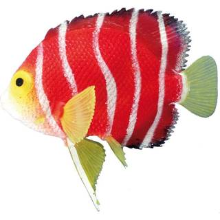 Akvariedekoration - Fantasy Decor, Skalar