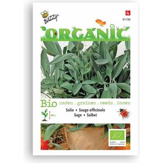 Buzzy Organic salvie, økologiske frø