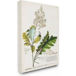 Stupell Industries Botanical Plant Illustration forlader vintage design lærred vægkunst multi-farve