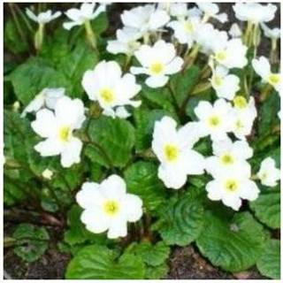 Pudeprimula 'Schneekissen'
