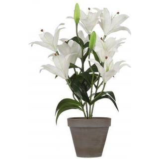 Tigerlilje hvid 47 cm høj