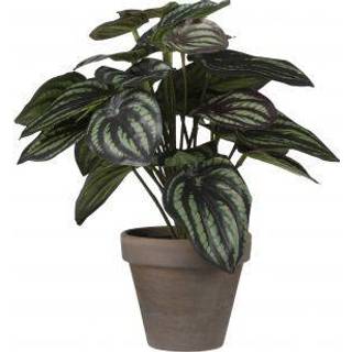 Peperomia plante kunstig