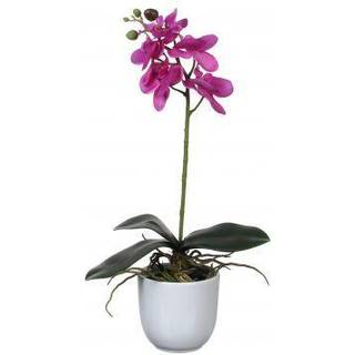 Phalaenopsis orkidé lilla i hvid potte