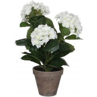 Hortensia hvid 40 cm høj
