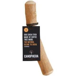Canophera - coffee tree 18-22cm S - (CANO0123)
