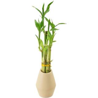 Arcadia Garden Products 5-STEM LUCKY BAMBOO LIVE INDOOR PLANT I DIMENSIM II KERAMISK PLANTER TIL HJEM ARBEJDE ELLER GAVE TAN *** Kan ikke sende t