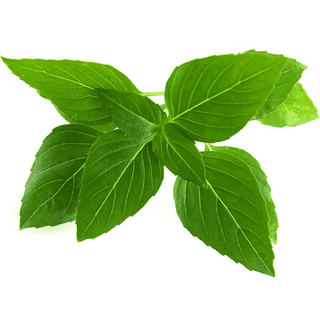 Click & Grow Click and Grow - Smart Garden Refill 3-pack Thai Basil
