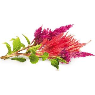 Click & Grow Click and Grow - Smart Garden Refill 3-pack Cockscomb