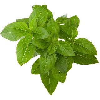 Click & Grow Click and Grow Smart Garden Refill 3-pack - Dwarf Basil