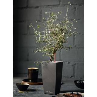 Lechuza Mini Cubi indendørs krukke til blomster med selvvandingssystem 18,5 Charcoal metallic