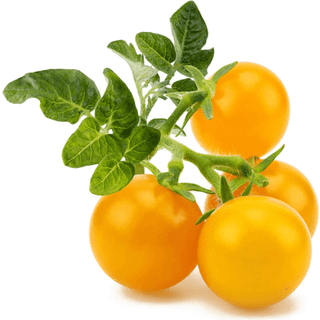 Click & Grow - Smart Garden Refill 3-pack Yellow Tomato