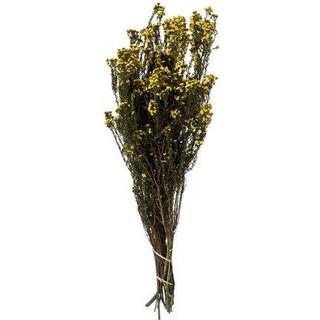 12-22 """" Yellow Phylica Bundle 5oz