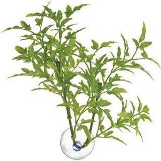 Zoo Med Laboratories Azmbp24 Betta Plant Maple Leaf