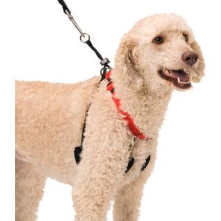Sporn Original Training Dog Halter Harnes