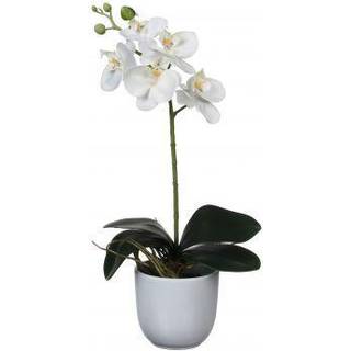 Phalaenopsis orkidé hvid i hvid potte