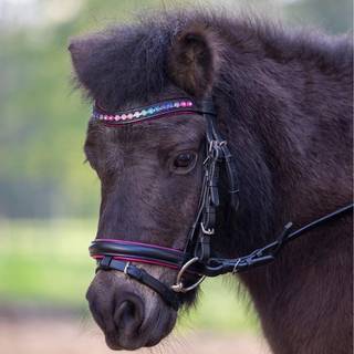 STAR Pinky trense - Mini shetland