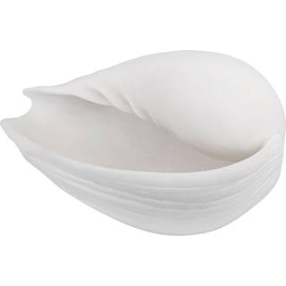 Conch Konkylie