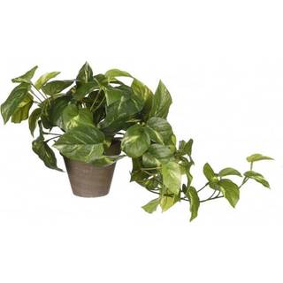 Pothos plante kunstig