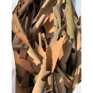 Gate Spring Blk 11 in (Pack of 1)