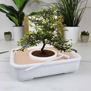 Gift Republic The Art Of Bonsai - Grow Kit - Plante