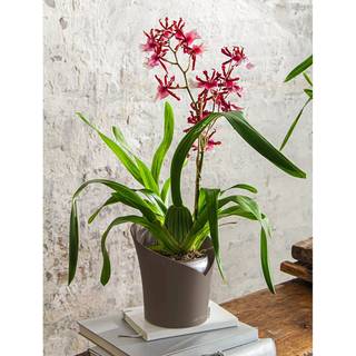 LECHUZA ORCHIDEA Taupe