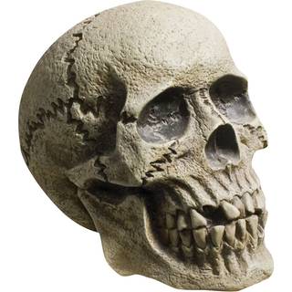 Rotting Skull Totenschädel