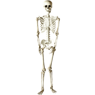 Halloween skelet 150 cm - Hvid