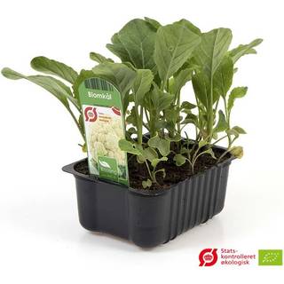 Blomkål (Brassica oleracea var. Botrytis) Økologisk