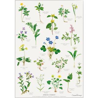 Koustrup Forårsskoven - A2 - Bøger / Plakater fra Koustrup & Co