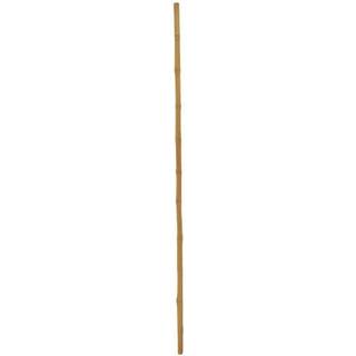 Europalms Bamboo tube, Ø=3cm, 200cm TILBUD NU bambusrør bambus rør
