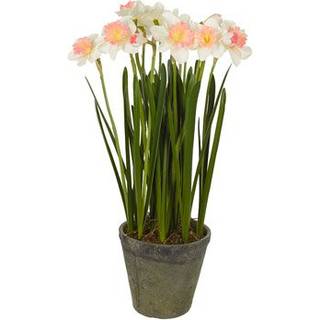 Mr Plant, Narciss Potteplante 70 cm Rosa