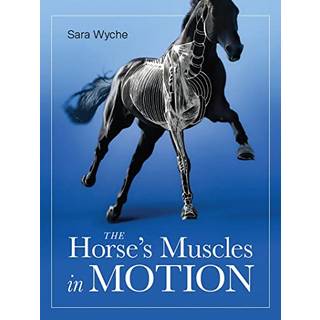 Horse's Muscles in Motion