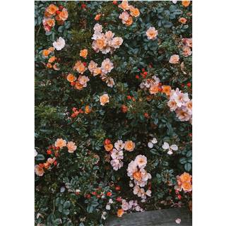 Fine Little Day Rose plakat 70x100 cm