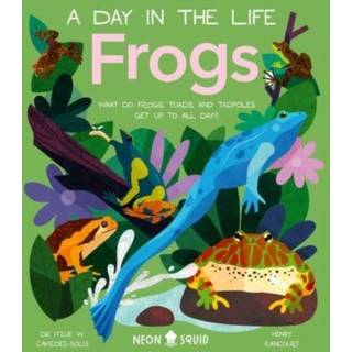 Frogs (A Day in the Life)